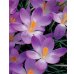 画像2: クロッカス　ホワイトウェルパープル　(5球入) (2)