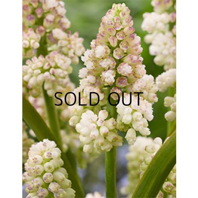 画像2: ムスカリ レディーマドンナ (5球入)