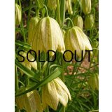 【本店にて9月下旬発売予定】フリチラリア　ベルティシラータ(＝バイモユリ)　 (1球入)