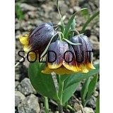 【本店にて9月下旬発売予定】フリチラリア　ミハエロフスキー (3球入)