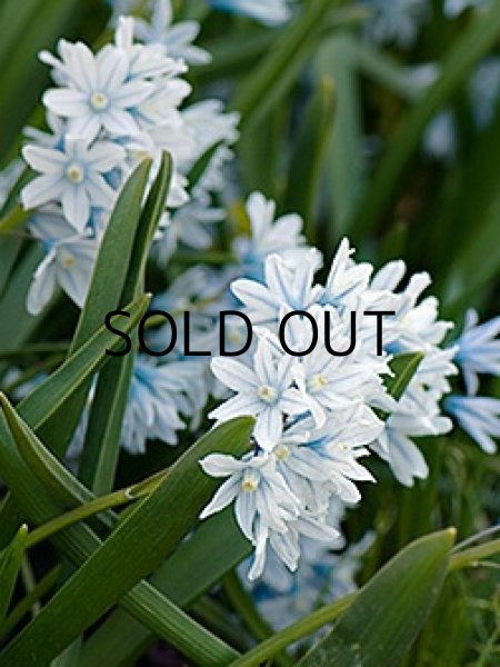 画像2: プシュキニア　スキロイデス　リバノティカ (5球入) (2)