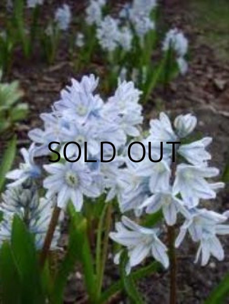 画像3: プシュキニア　スキロイデス　リバノティカ (5球入) (3)