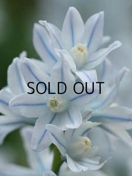 画像1: プシュキニア　スキロイデス　リバノティカ (5球入) (1)