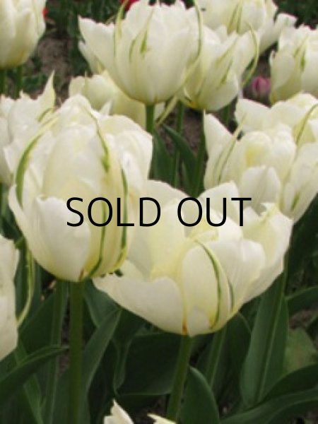 画像2: チューリップ　ホワイトバレイ (4球入) (2)