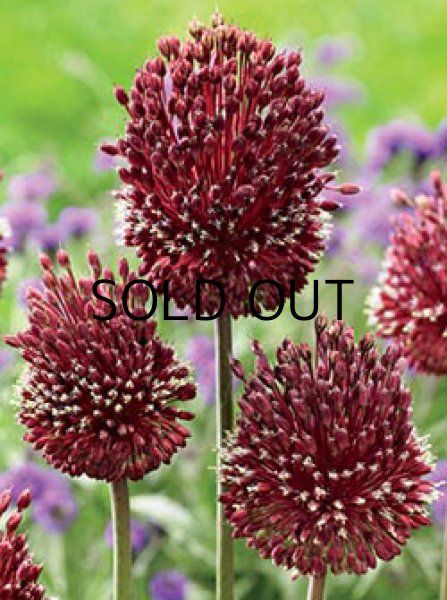 画像2: アリウム レッドモヒカン (1球入) (2)