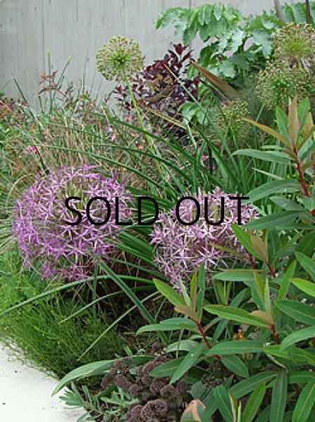 画像1: アリウム　クリストフィ (2球入) (1)