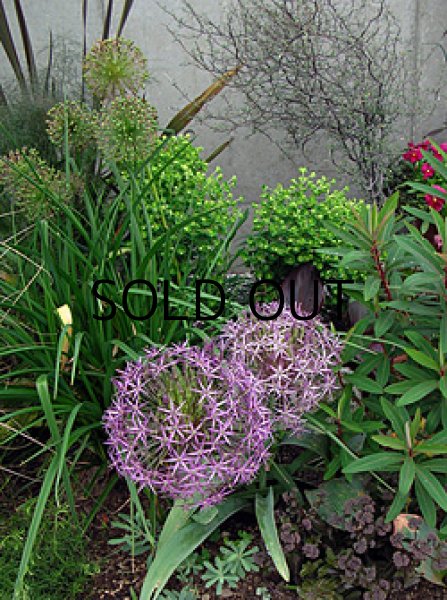 画像2: アリウム　クリストフィ (2球入) (2)