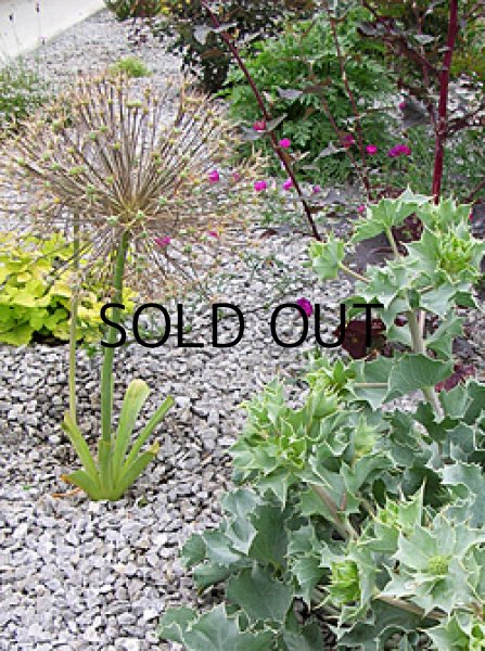 画像3: アリウム　クリストフィ (2球入) (3)