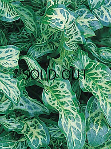 画像1: アラム　イタリクム　マーモレイタム（1球入） (1)