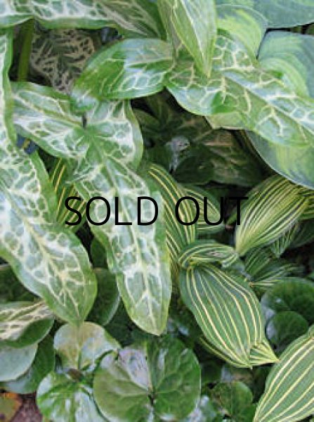 画像2: アラム　イタリクム　マーモレイタム（1球入） (2)