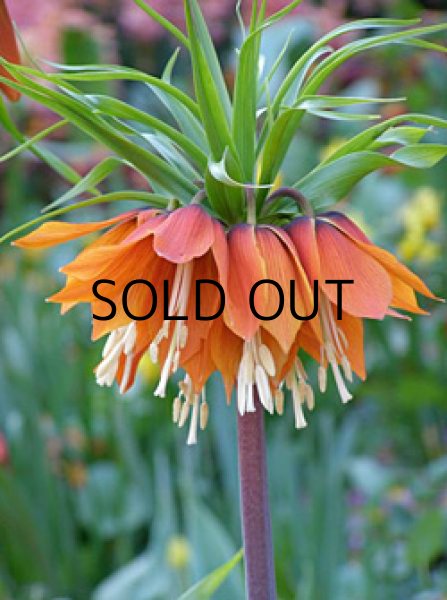 画像2: フリチラリア　インペリアリス　レッドビューティー　(1球入) (2)