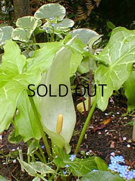 画像3: アラム　イタリクム　マーモレイタム（1球入） (3)