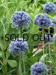 全商品 - ACID NATURE 乙庭（秋植え球根予約販売）