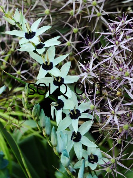 画像2: イキシア　ビリディフローラ (1球入) (2)