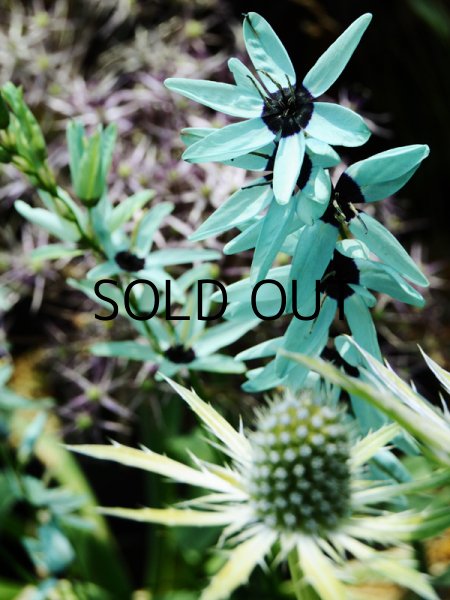 画像1: イキシア　ビリディフローラ (1球入) (1)