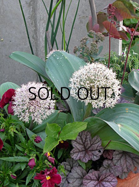 画像2: アリウム カラタビエンセ (2球入) (2)