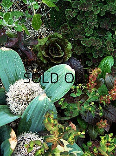 画像1: アリウム カラタビエンセ (2球入) (1)