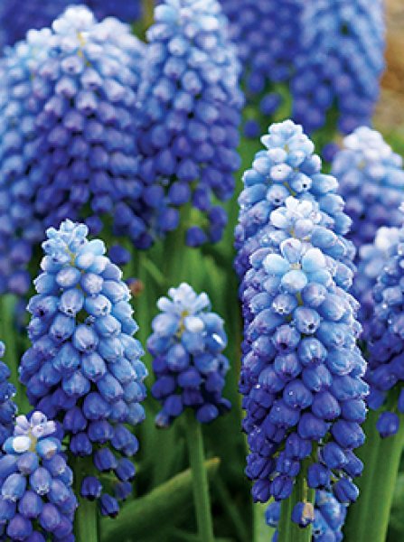 ハッピーガーデン ムスカリ オーシャンマジック Muscari 球根の花 2022BU お届け10月上旬～秋球根先行予約 球根 中型球根 5球セット  秋植え球根