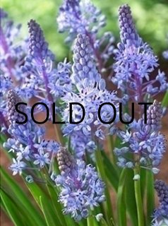 植物学名 S-U (チューリップなど) - ACID NATURE 乙庭（秋植え