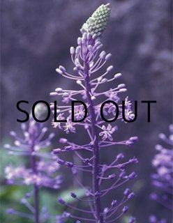 とし　球根 Buy Yoshimura Street AT2 3/4 Slip-On Exhaust '19-'24