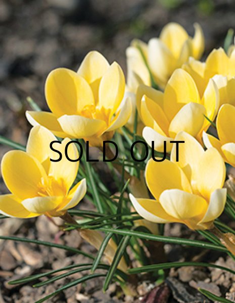 画像1: クロッカス　ロマンス (5球入) (1)