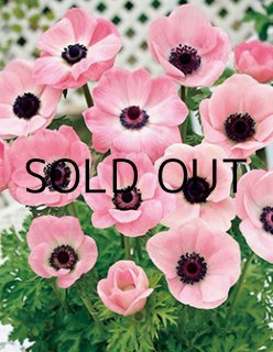 とし　球根 秋植え球根2025 - ACID NATURE 乙庭（秋植え球根予約販売） (Page 3)