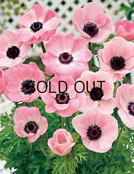 画像1: アネモネ　ミストラル　ピンク (5球入) (1)