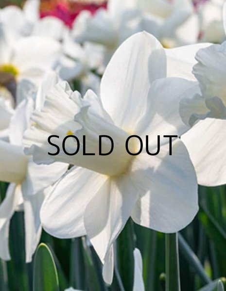 画像1: ナルキッスス　ウォッチアップ(2球入) (1)