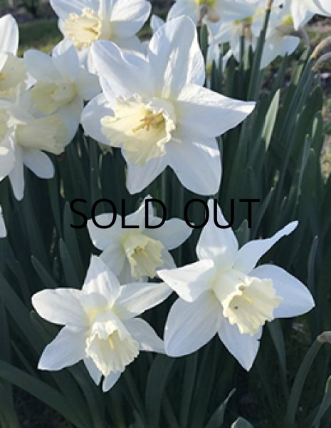 画像2: ナルキッスス　ウォッチアップ(2球入) (2)