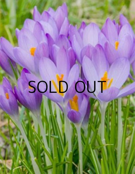 画像1: クロッカス ホワイトウェルパープル (5球入) (1)
