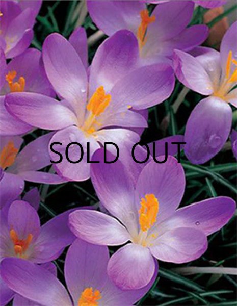 画像2: クロッカス ホワイトウェルパープル (5球入) (2)