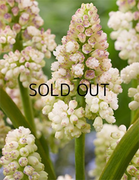 画像2: ムスカリ レディーマドンナ (5球入) (2)