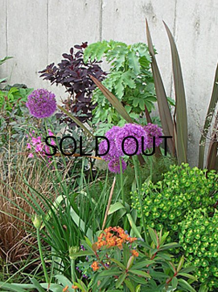 画像2: アリウム　パープルセンセーション(3球入) (2)