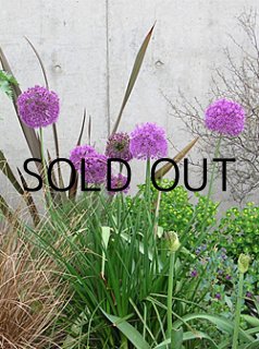 全商品 - ACID NATURE 乙庭（秋植え球根予約販売）