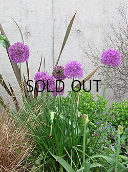 画像1: アリウム　パープルセンセーション(3球入) (1)